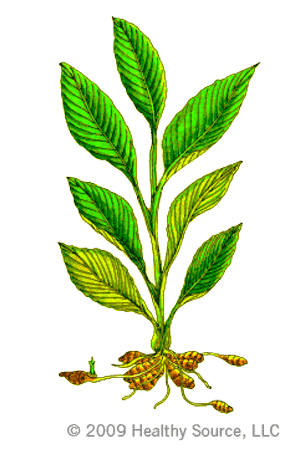 diagram of turmeric plant with leaves and roots